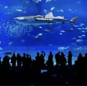 たろの画像