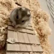 おにくの画像