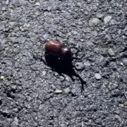 カエルの画像