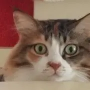 めいりんの画像
