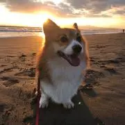 GU-PINGの画像