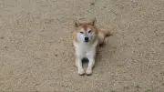 atsushiの画像