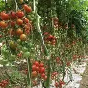 あやまる（旧　ito farm）の画像