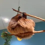 けっきんぐの画像