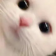 くくの画像