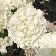 おおでまり