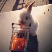 うさぎ