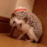 おやゆび姫