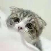 あずきちゃん。。。