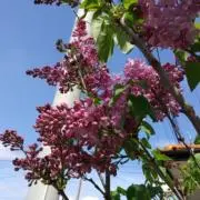 らんの画像