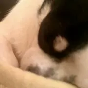 ます