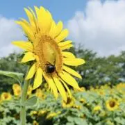 minami2179の画像