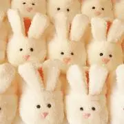 ぽんの画像