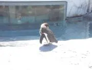 ぺんぎんの画像