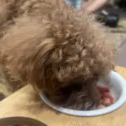 ココの画像