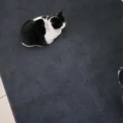 まぇだの画像