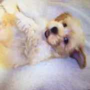 サキ