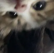 えの画像