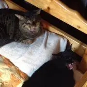 にゃんころもちの画像
