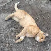 アヒル