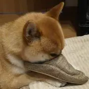 ゆっけの画像