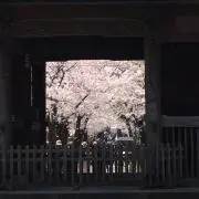 ぺんぺんの画像