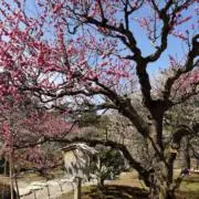 Sugarの画像