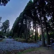 サイの画像