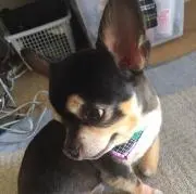清水揚子