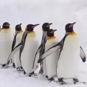 ハチの画像