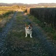 アッチュ