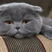 にゃんちゅの画像