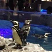 まさの画像