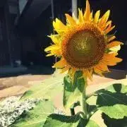 ももの画像