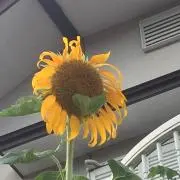 ひまわり