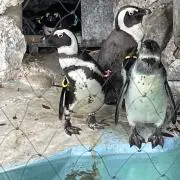 okの画像