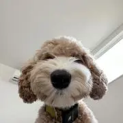 わわん