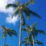 Hikariの画像