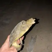 返済  沖ドキ 北斗無双の画像