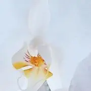 つぼみの画像