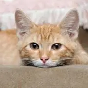 よっしーの画像