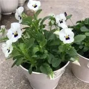 出目金の画像