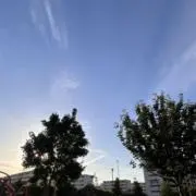 ごりらの画像