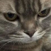 みにの画像