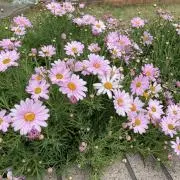 ささやんの画像