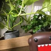 カー☆の画像