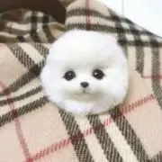 ポメラニアン