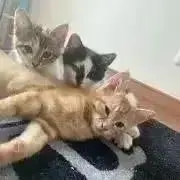 ぴょん