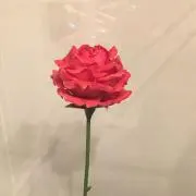 くぅねる