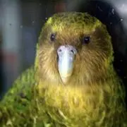 カカポの画像